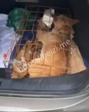 托运狗死在车上