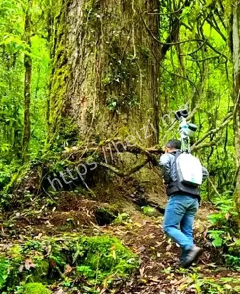 中国树木总量统计方法